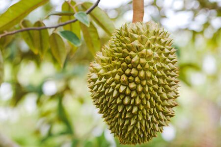Close-up Top durian in the orchard of Thailand.