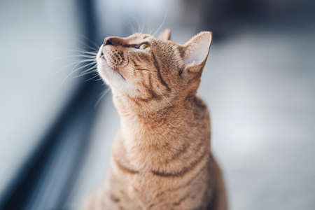Thai striped cat looks up to see something in the house.の写真素材