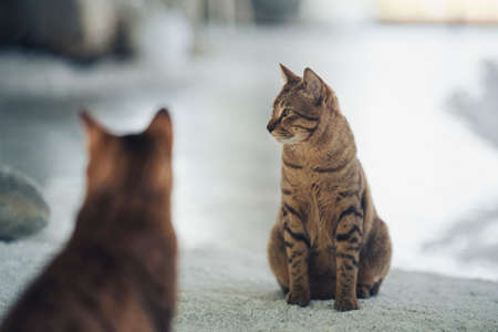The reflection of one cat in the mirror sitting staring at something.の写真素材