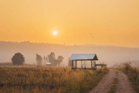 Farmer's hut in the rice field Along the rural road at sunrise.の写真素材