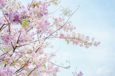 Thai Bungor (Lagerstroemia loudonii Teijsm) The beautiful flowers are white and purple in Thailand. Popular to plant along the road as the province of Nakhon Sawan.の写真素材