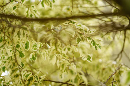 Light green leaves on the branch. Selective focus.