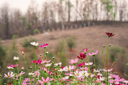 Colorful Cosmos in a garden with a rural mountain background.の写真素材
