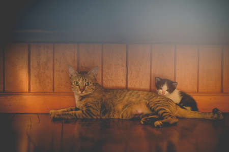 The mother cat leans on the floor with the kitten on the wooden floor.