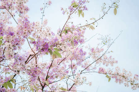 Thai Bungor (Lagerstroemia loudonii Teijsm) The beautiful flowers are white and purple in Thailand....