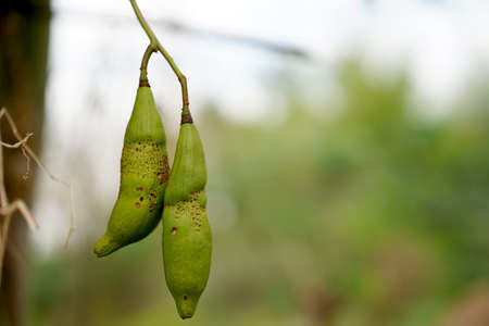 Close-up white silk cotton tree or ceiba tree, inside the fruit will have a fluffy white kapok and there are many seeds, Used to make pillows or blankets.の写真素材
