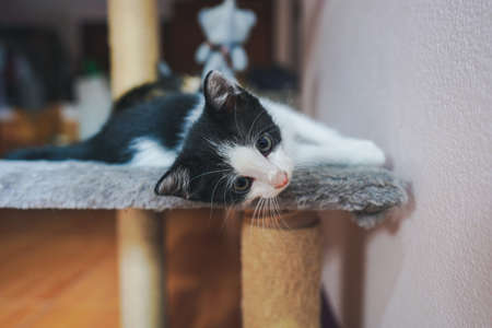 A small Thai kitten lies on the couch and is staring at the camera with bright eyes.の写真素材