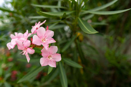 Light pink oleander flower blooming with green leaf (Nerium oleander L.). Free copy space.