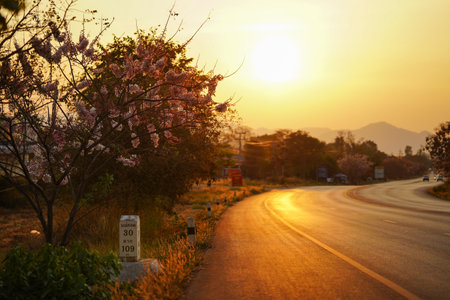 Maesot, Thailand- february 11, 2021:Country road with Wishing Tree on the roadside and beautiful golden sunset background.のeditorial素材