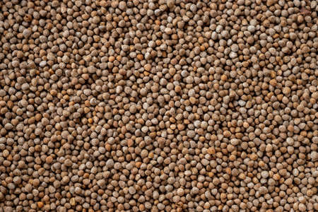 Close-up Perilla seeds are grains that can be eaten with both seeds and leaves. Healthy food...