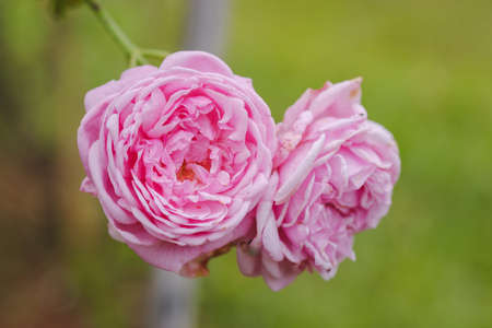 Close-up pink roses on green leaves background in the outdoor garden.