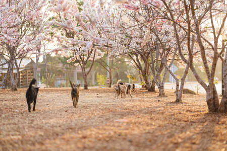 Group of dogs having fun in public park with pink flowers is called the Kalapapruek flower or...