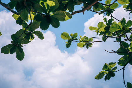 Green leaves against the sky and white cloud. Copy space for text.の写真素材