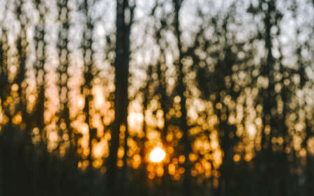 Blurred bokeh of tree silhouette with forest sunset light.の写真素材