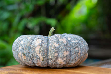 Thai pumpkin on wooden table with blurred nature background.の写真素材