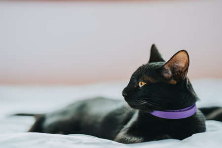 Black haired Thai cat lying on a white bed facing the side.の写真素材