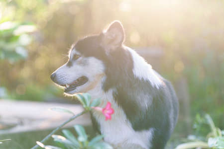 A long, black haired dog stood looking sideways in the middle of a garden lit by the soft sun.の写真素材