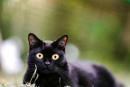 Adorable black haired Scottish Fold cat lying looking at camera on the lawn.の写真素材