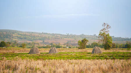 Woman sitting with her back looking at the sunset.の写真素材