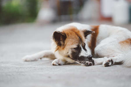 A stray Thai dog that itches on his feet due to ticks, fleas or leprosy.の写真素材
