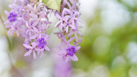 Purple Wreath is a vine-stemmed, flowering ornamental plant. and branched into a large bush Popularly planted to decorate the houses.の写真素材