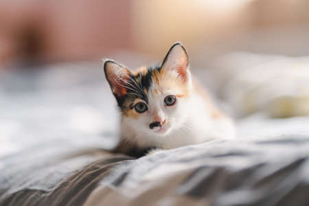Three colored Thai cats lounging on the bed and looking cute at the camera.の写真素材