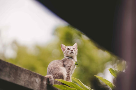 A small gray Thai cat sits on the wall staring at something.の写真素材