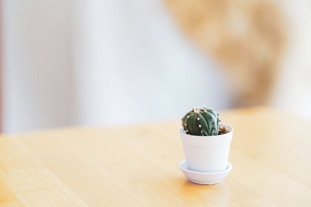 Potted cactus on the table top are air-purifying plants in your home or office.の写真素材