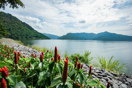 Flower and green mountain at Khun Dan Pra kan Chon Dam, Nakon Nayok province, Thailand.の写真素材