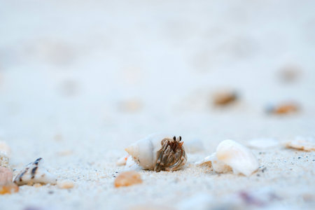 Hermit crab on the beach of Thailand.の写真素材