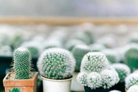 Small cactus in pots arranged in the garden.