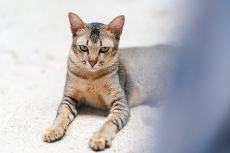 A gray Thai cat lies comfortably on the floor.の写真素材