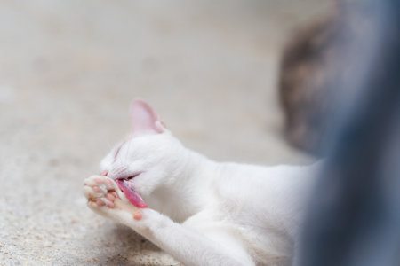 A white Thai cat is using her tongue to clean her fur.の写真素材