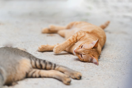 A orange Thai cat lies comfortably on the floor.の写真素材
