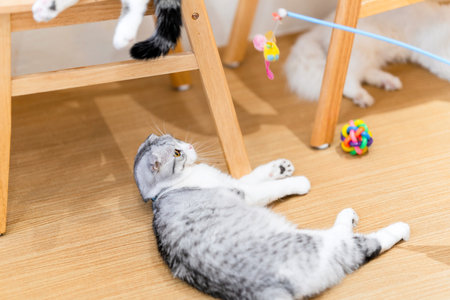 A cat playing with toys in a cafe.の写真素材
