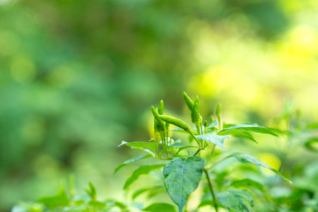 Green Bird's Eye Chili in the vegetable garden.の写真素材