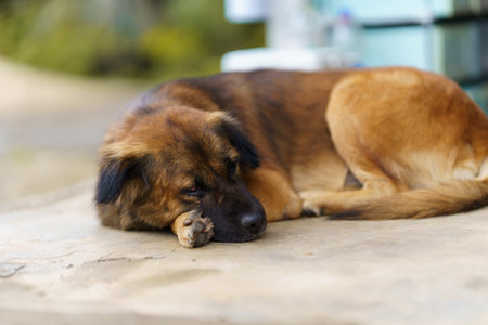 A long-haired, dark brown dog lies comfortably on the concrete floor in the area of the house.の写真素材