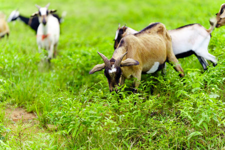 A herd of goats grazes in the green field.の写真素材