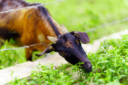 A herd of goats grazes in the green field.の写真素材