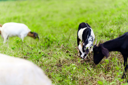 A herd of goats grazes in the green field.の写真素材