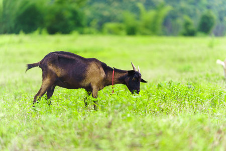 A herd of goats grazes in the green field.の写真素材