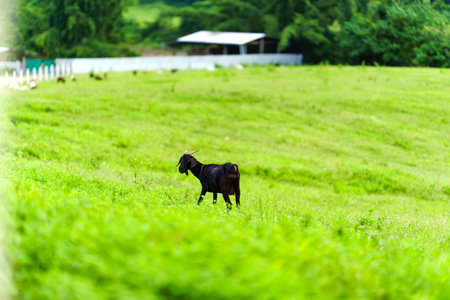 Goat farm with green pastures in rural Thailand.の写真素材