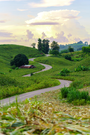 Curved country road surrounded by trees and green fields with beautiful sun rays.の写真素材