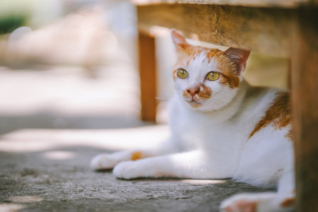 A white and orange cat burrowed under a table on the cement floor in the courtyard.の写真素材