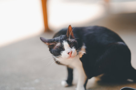 A black Thai cat was scratching on the cement court.の写真素材