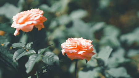 Orange roses in the garden with blurred leaves background.の写真素材