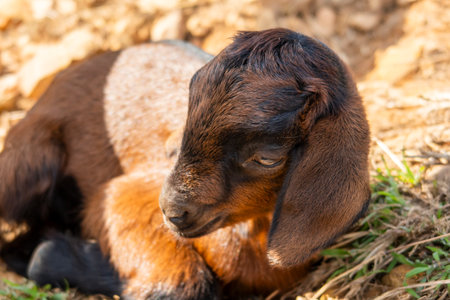 A brown baby goat lies on the ground at the farm.の写真素材