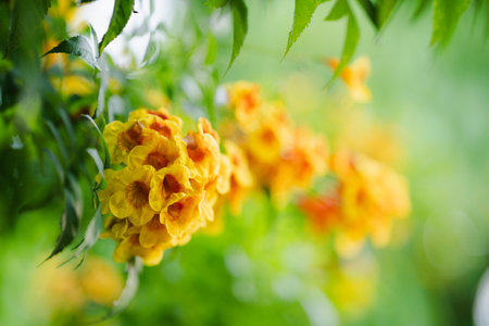 Trumpetbush, Tecoma stans a orange flower popularly planted to decorate the house, flowering into a bouquet of flowers.の写真素材