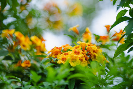 Trumpetbush, Tecoma stans a orange flower popularly planted to decorate the house, flowering into a...