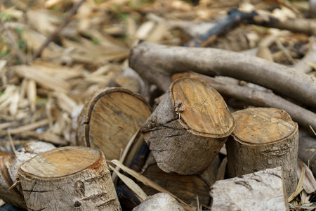 The dead trees were cut into pieces and placed in a pile on the ground.